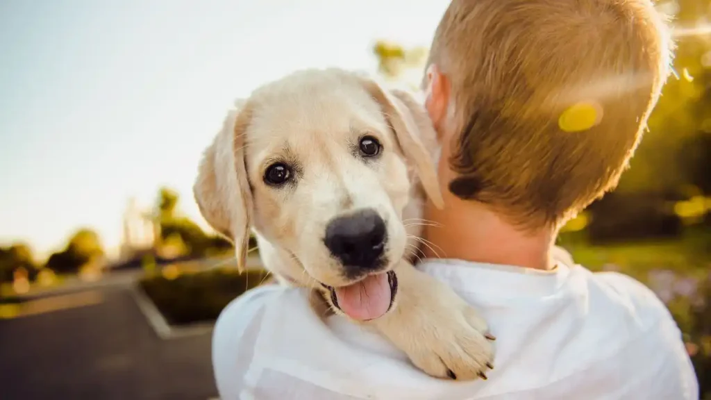 Emotional support animal